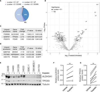 Identification of Proteins Deregulated by Platinum-Based Chemotherapy as Novel Biomarkers and Therapeutic Targets in Non-Small Cell Lung Cancer